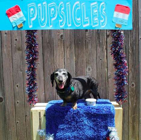 Moose the senior dachshund selling pupsicles