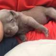 Smallest Pittie Puppy Ever Grows Up To Be Gorgeous