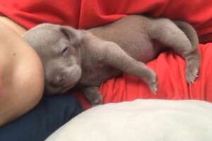 Smallest Pittie Puppy Ever Grows Up To Be Gorgeous