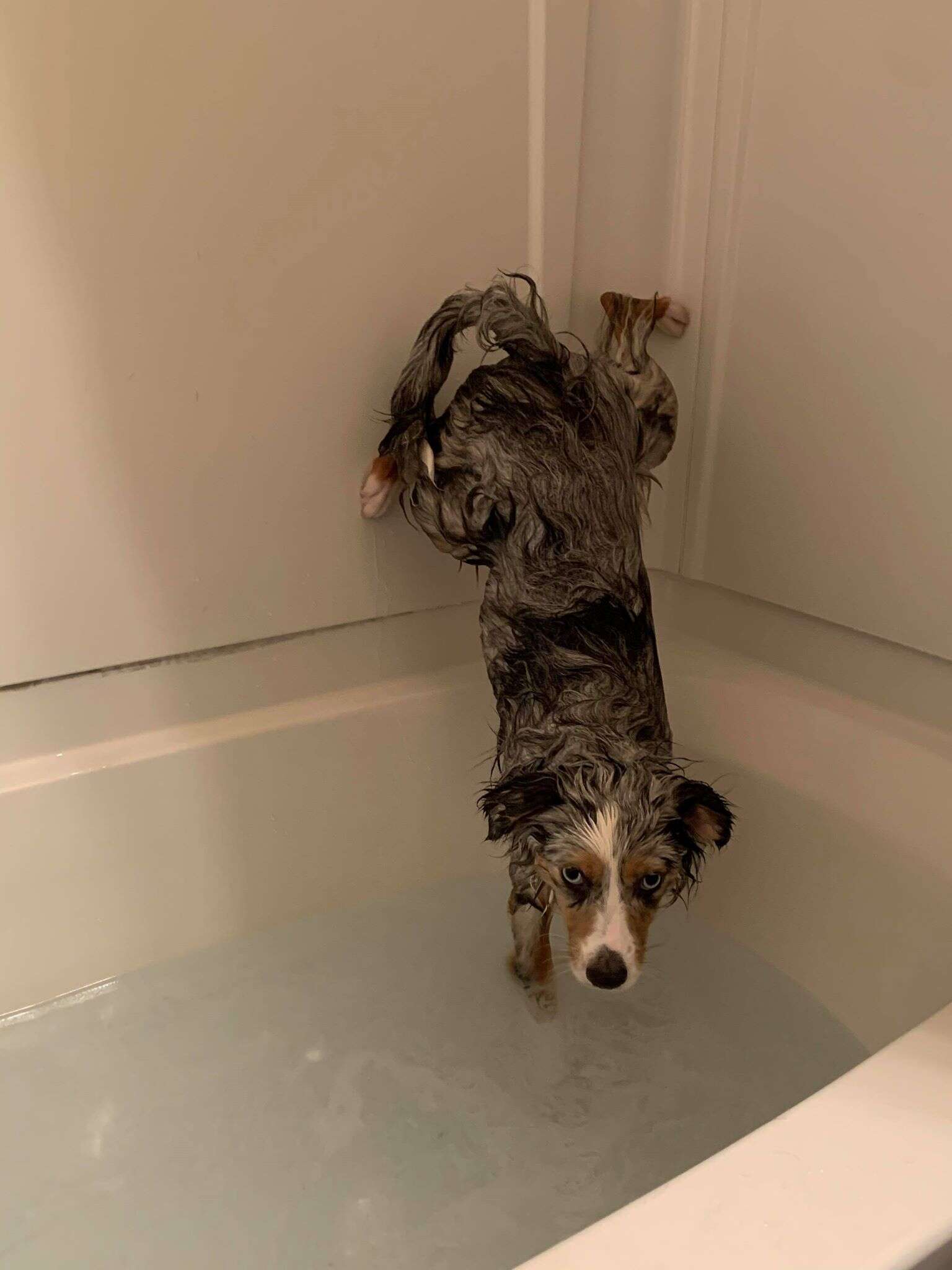 Dog doesn't like getting his butt wet in the bath
