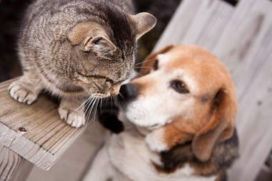 dog insurance comparison
best dog insurance
dog insurance cover
cheapest dog insurance
pet insurance for dogs
dog insurance quote
dog insurance uk
vpi dog insurance
cheap dog insurance
Redux Media
Comune S/A
Digital Throttle
Tribal Fusion
Batanga
News International
Xplosion
FunBox
Sokrati
Ntree