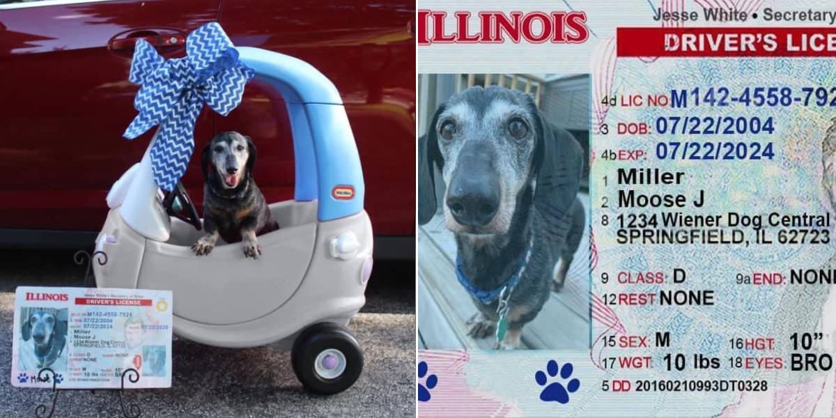 Doggie 2025 driver's license