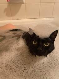 cat bath