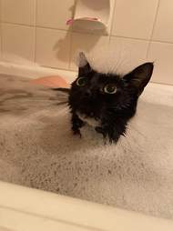 cat bath