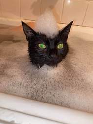 cat bath