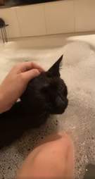 cat bath