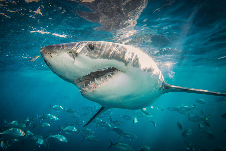 Shark Week 2020 Schedule: What to Watch During the Week-Long Marathon