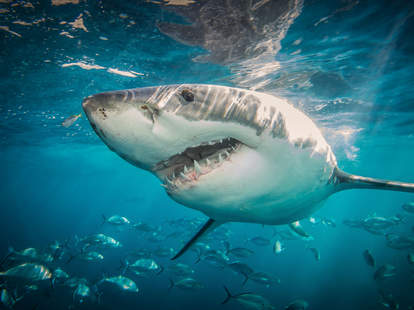 Shark Week 2020 Schedule: What to Watch During the Week-Long Marathon - Thrillist