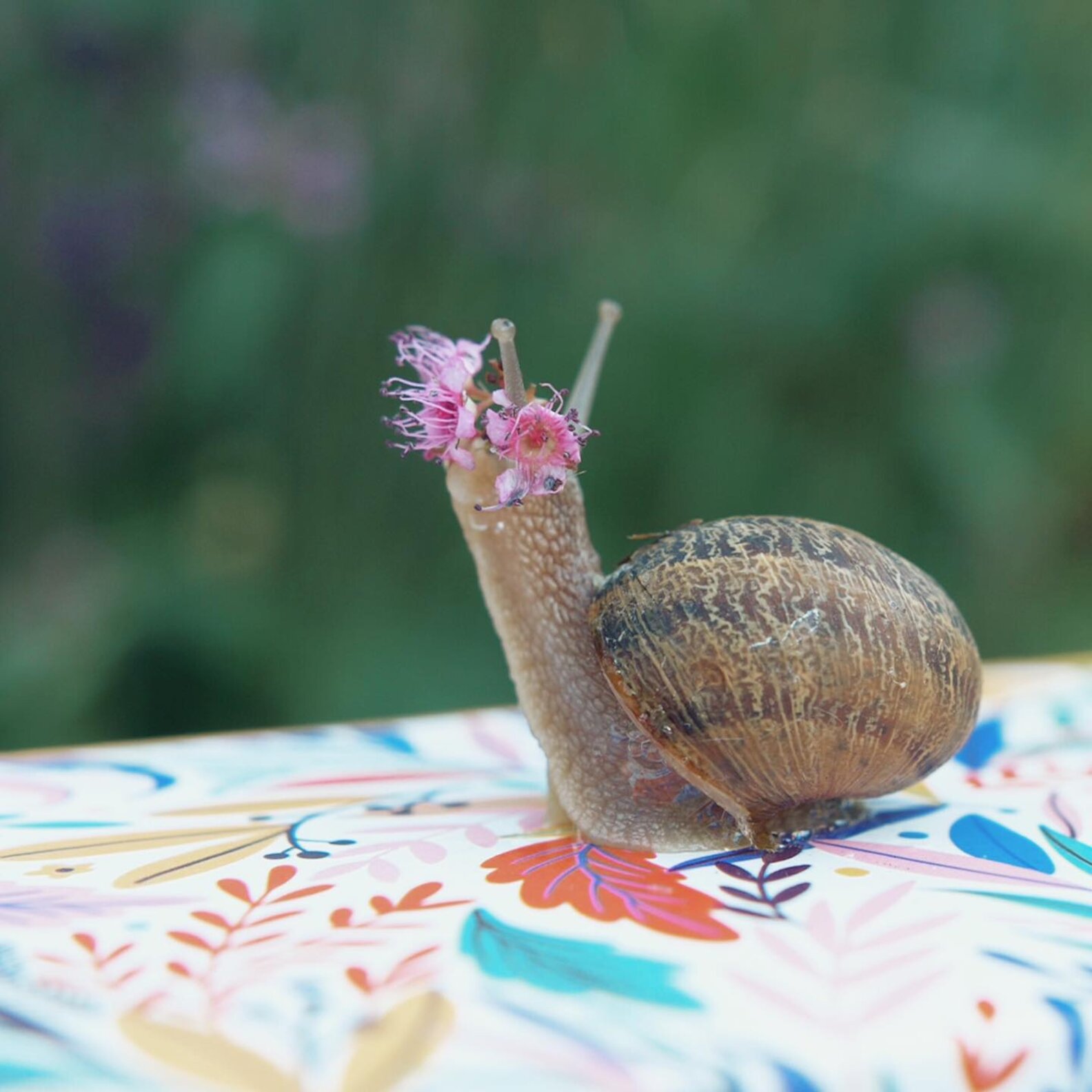 Wild Snail Falls In Love With Dog While He's Getting Groomed - The Dodo