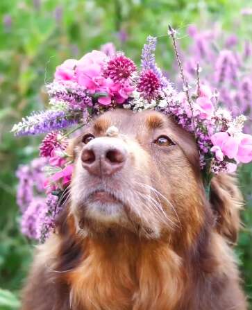Dog wearing a flower crown with a snail on his nose