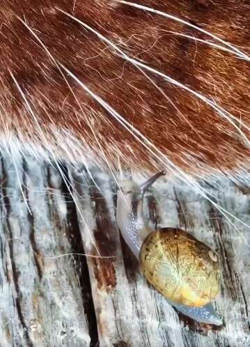 Baby snail explores dog's whiskers