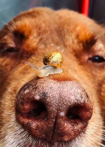 Baby snail rides around on dog's nose