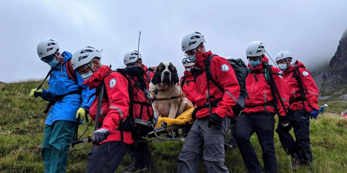 Entire Team Rescues Dog Who Collapsed While Hiking - The Dodo