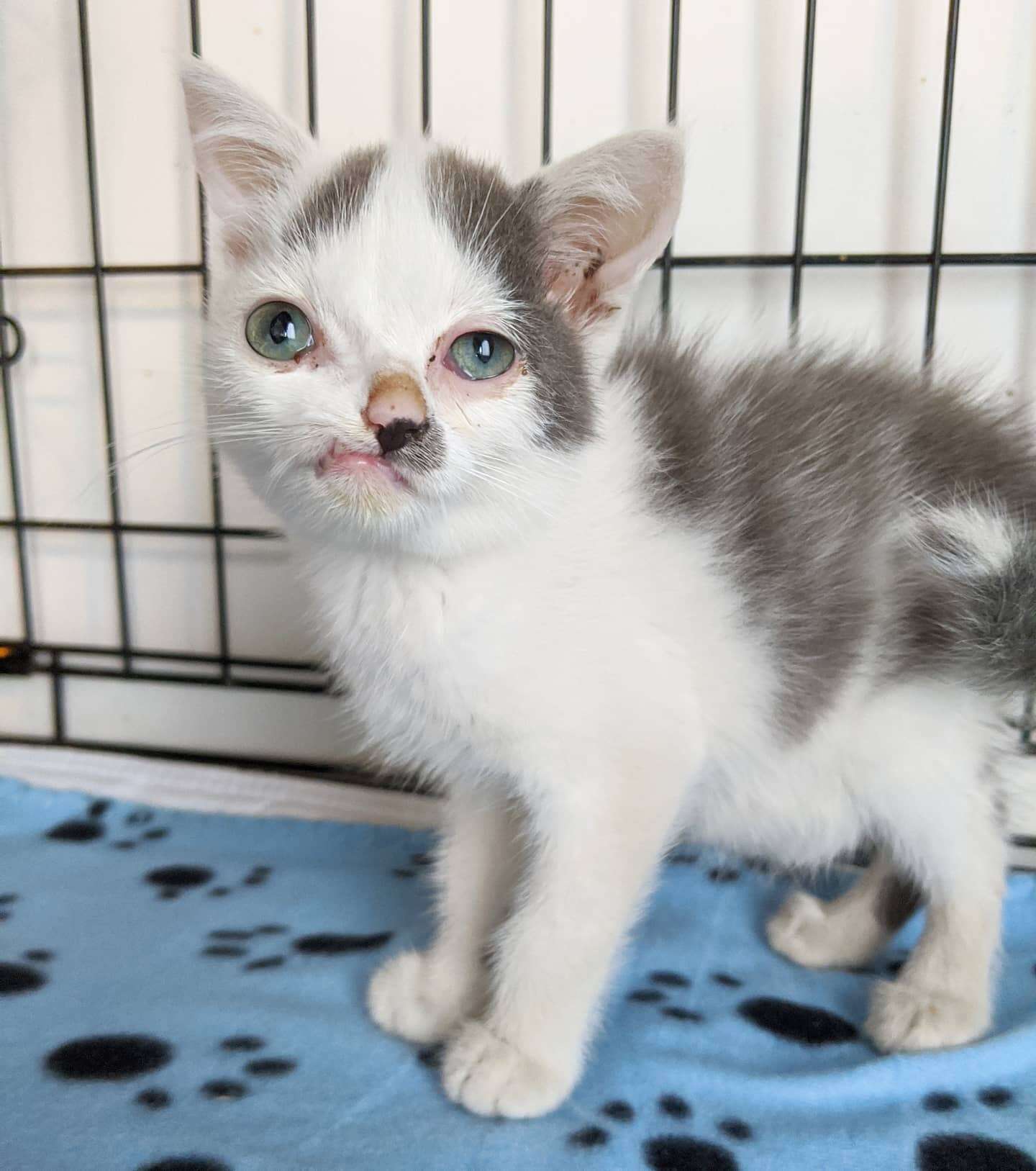 Kitten with twisted face