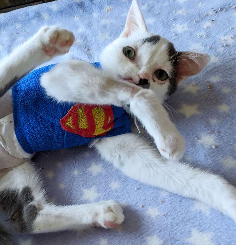 Kitten with crooked face gets superman wrap