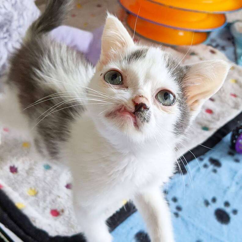 Kitten with crooked face