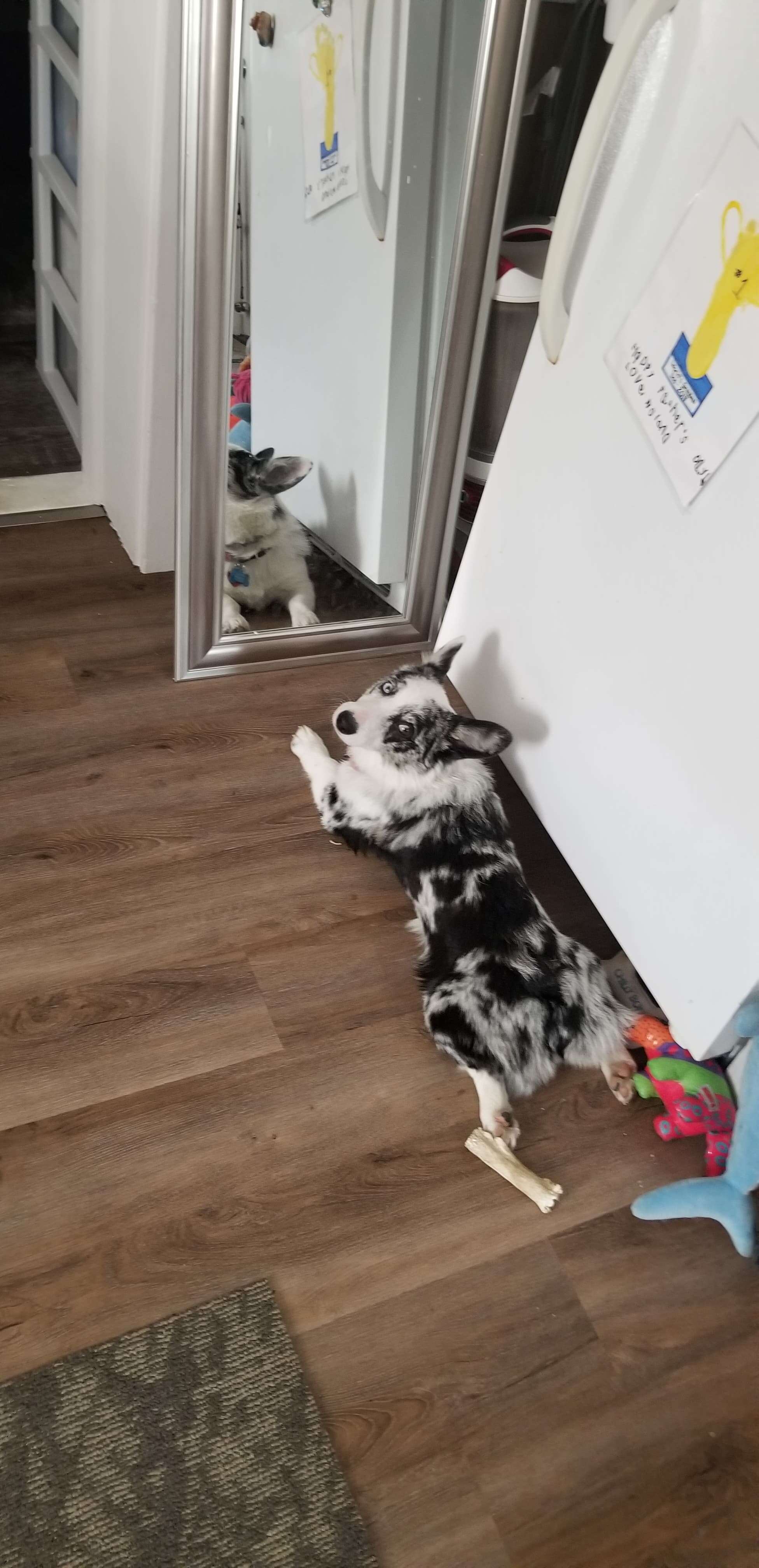 Puppy Thinks Dog In Mirror Is Hiding Somewhere In The House - The Dodo