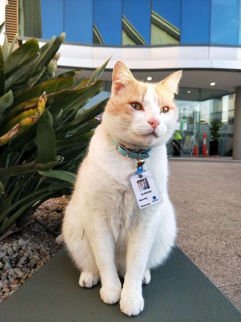 Hospital Hires Cat For Security Team - The Dodo