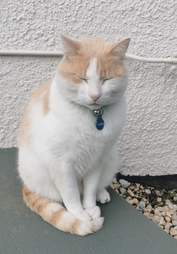 hospital cat