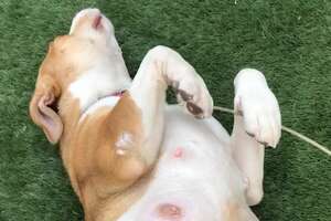 This Pregnant Pittie Foster Story Is The Happiest Thing Ever