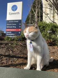 hospital cat