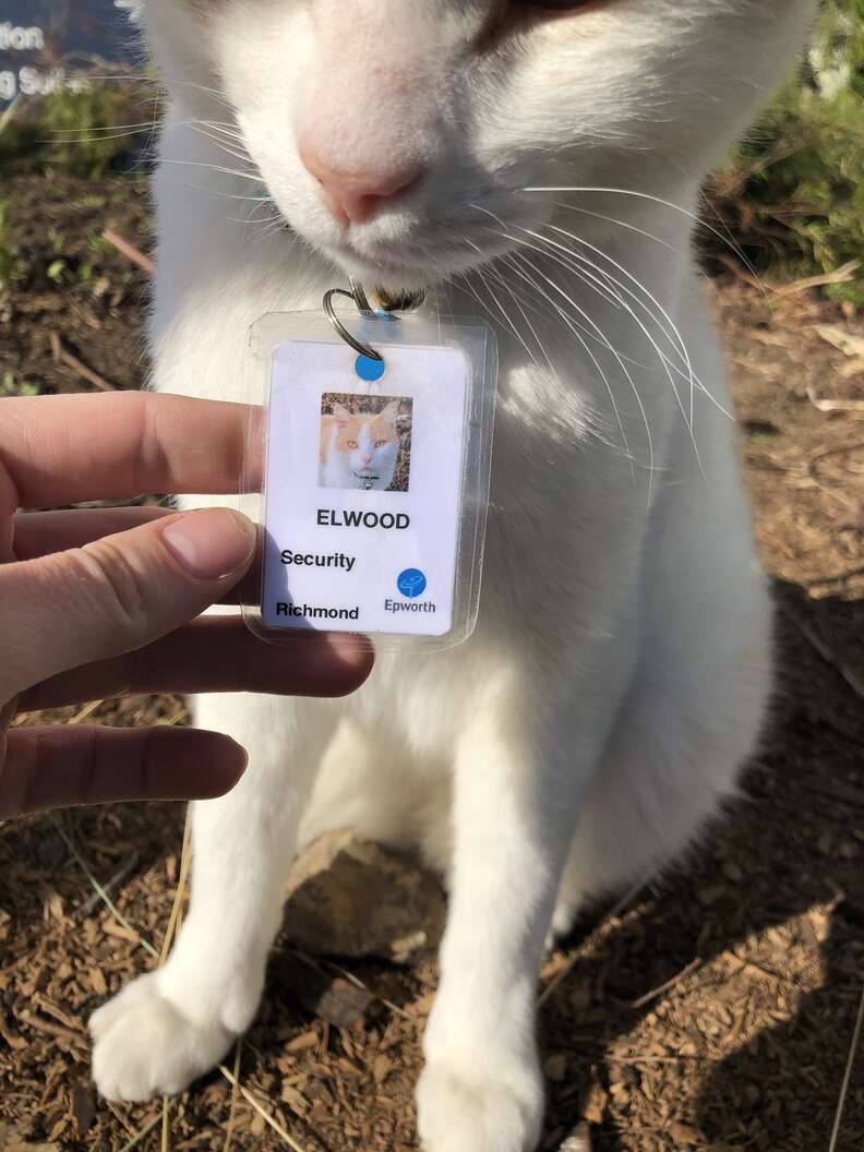 hospital cat