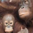 Rescued Orangutan Adopts Her Own Baby