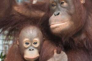 Rescued Orangutan Adopts Her Own Baby