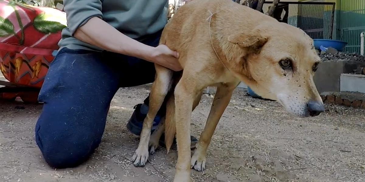 Stray Dog Who Couldn’t Stand Learns How To Run - Videos - The Dodo