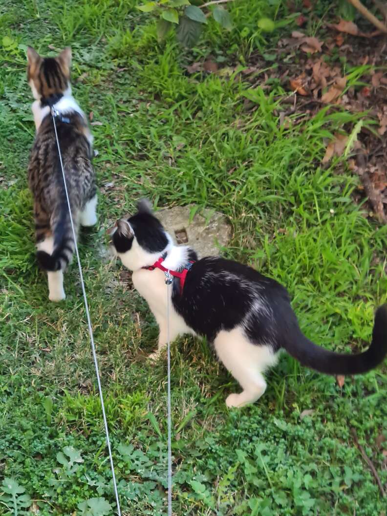 guy-takes-cats-for-walk-and-it-doesn-t-go-as-planned-the-dodo