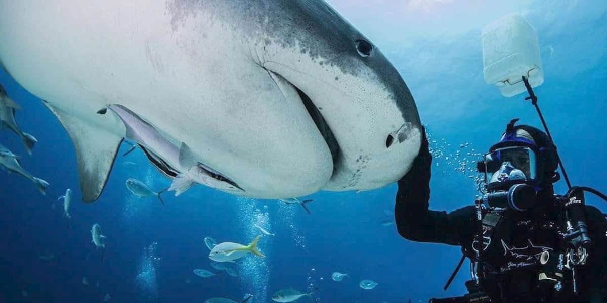 Guy And Wild Shark Have Been Best Friends For Decades - Videos - The Dodo