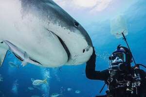 Guy And Wild Shark Have Been Best Friends For Decades