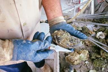 Caminada Bay Oyster Farm