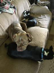 dog rescues bird