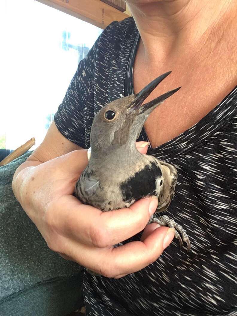 Dog Finds Injured Bird And Makes Sure She's OK - The Dodo Dog Finds Injured Bird And Makes Sure She's OK - The Dodo