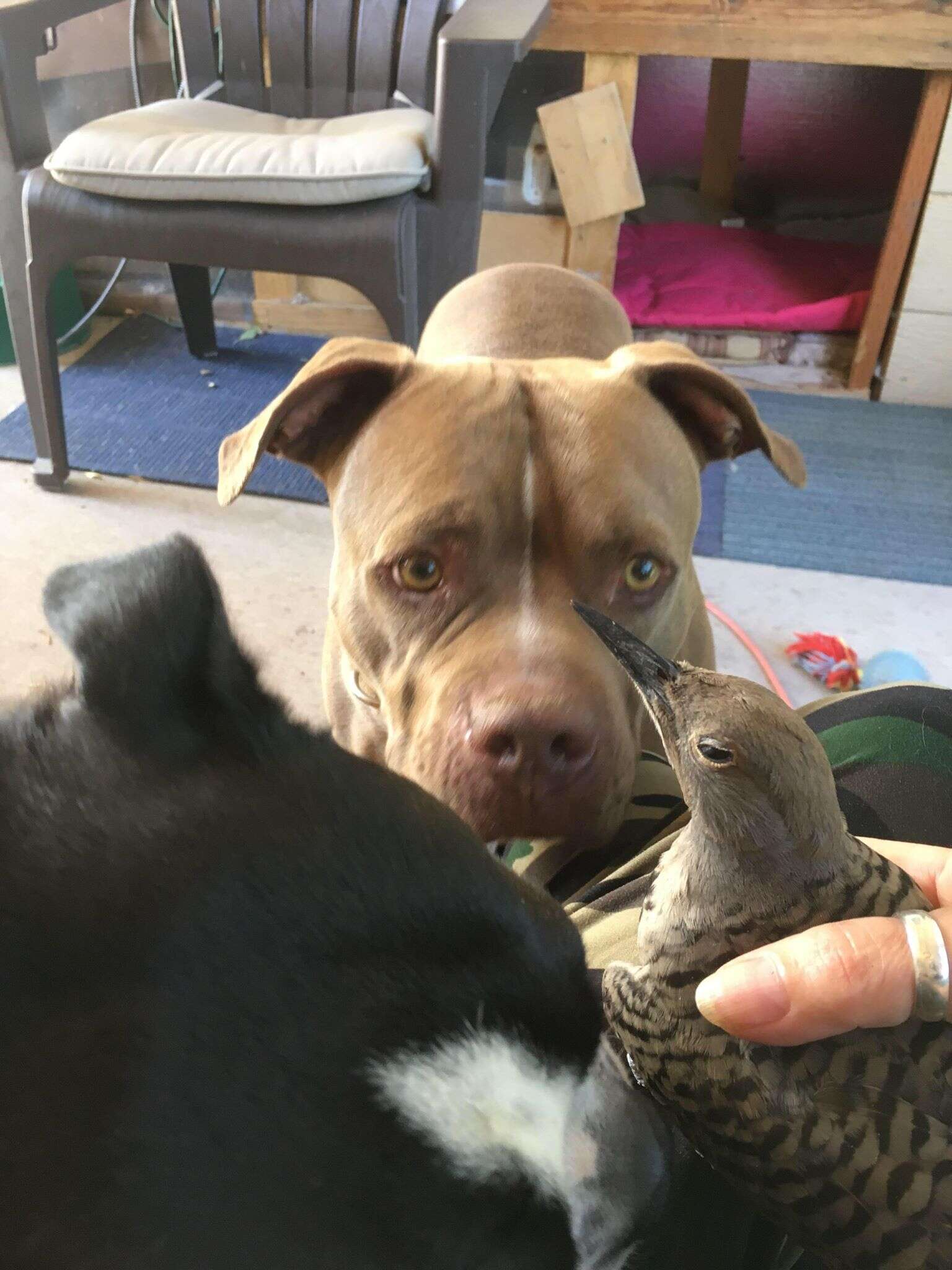 dog rescues bird