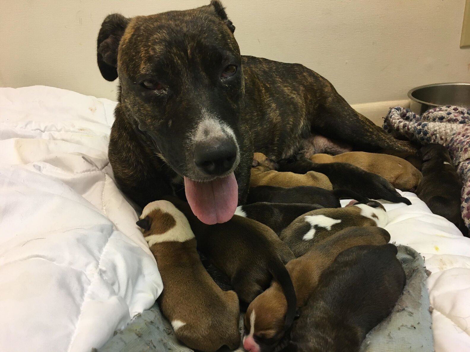 Pregnant Stray Dog Surprises Her Rescuers With 15 Puppies - The Dodo