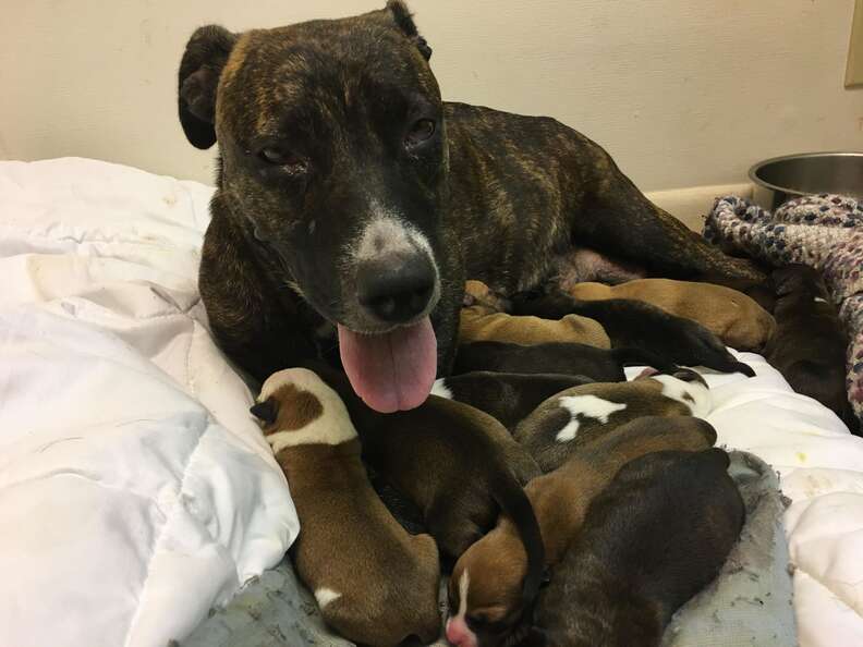 Pit bull mom feeds her 15 newborn puppies