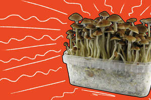 The History of Magic Mushrooms