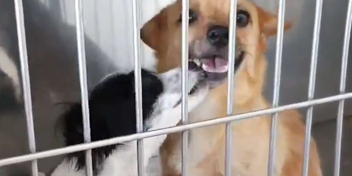 Bonded Dogs Who Fell In Love At The Vet Are Looking For A Home Together
