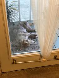 Stray puppy waits on porch for help