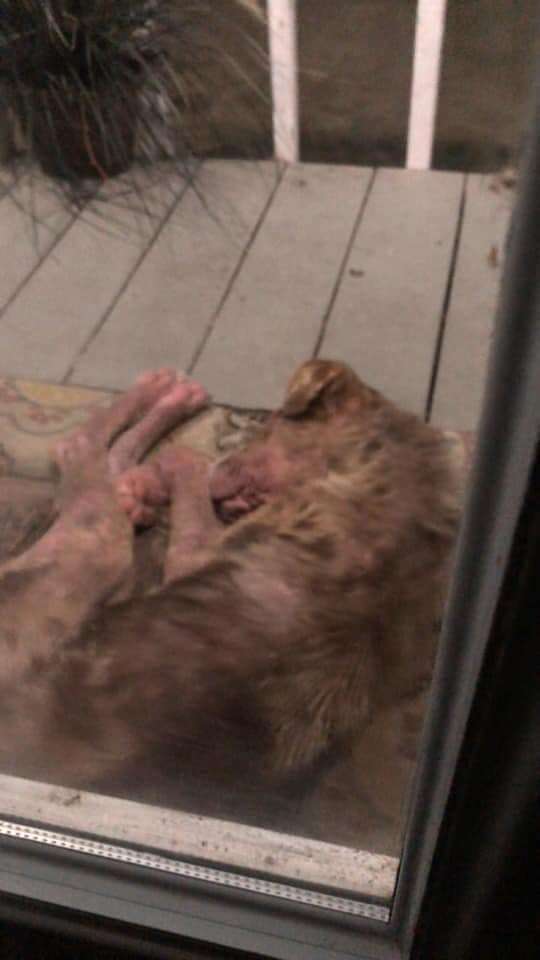 Puppy waits on Texas family's porch