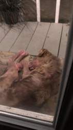 Puppy waits on Texas family's porch