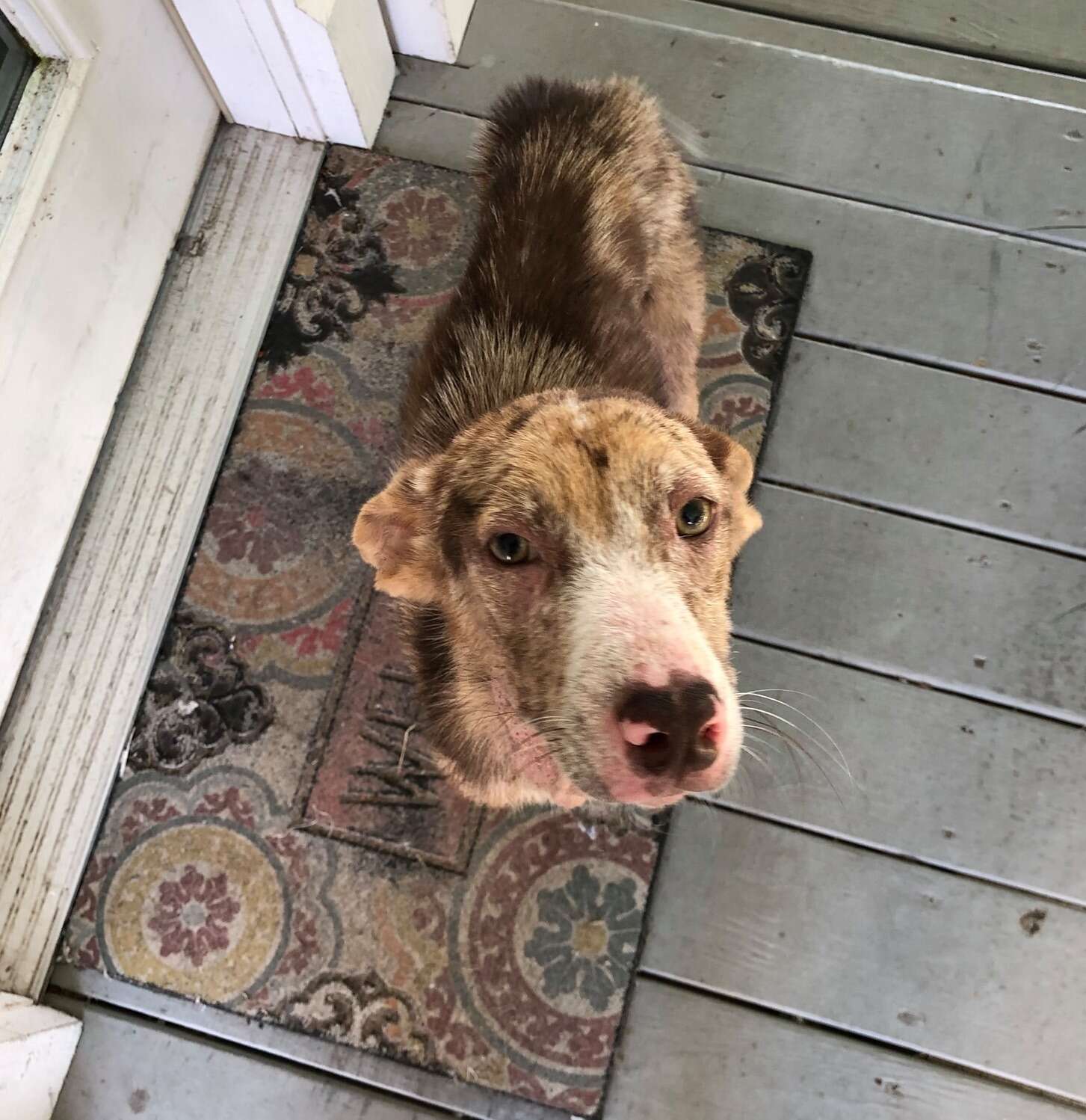 Puppy refuses to leave family's porch