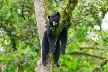 seven worlds one planet spectacled bear