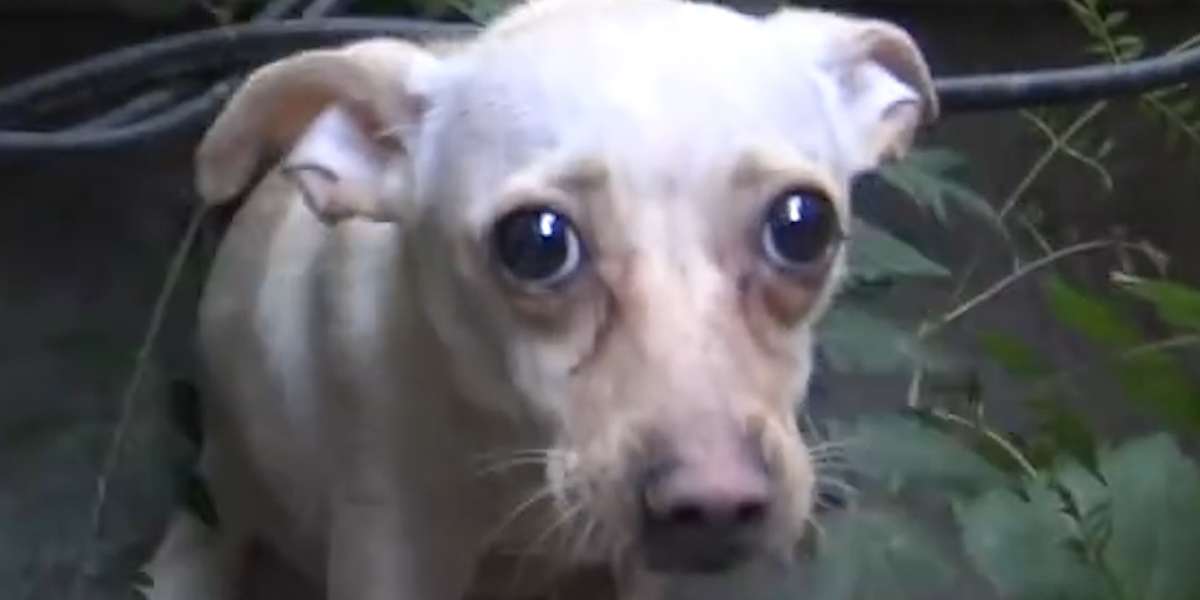 People Rescued Scared Chihuahua From The Streets - Videos - The Dodo