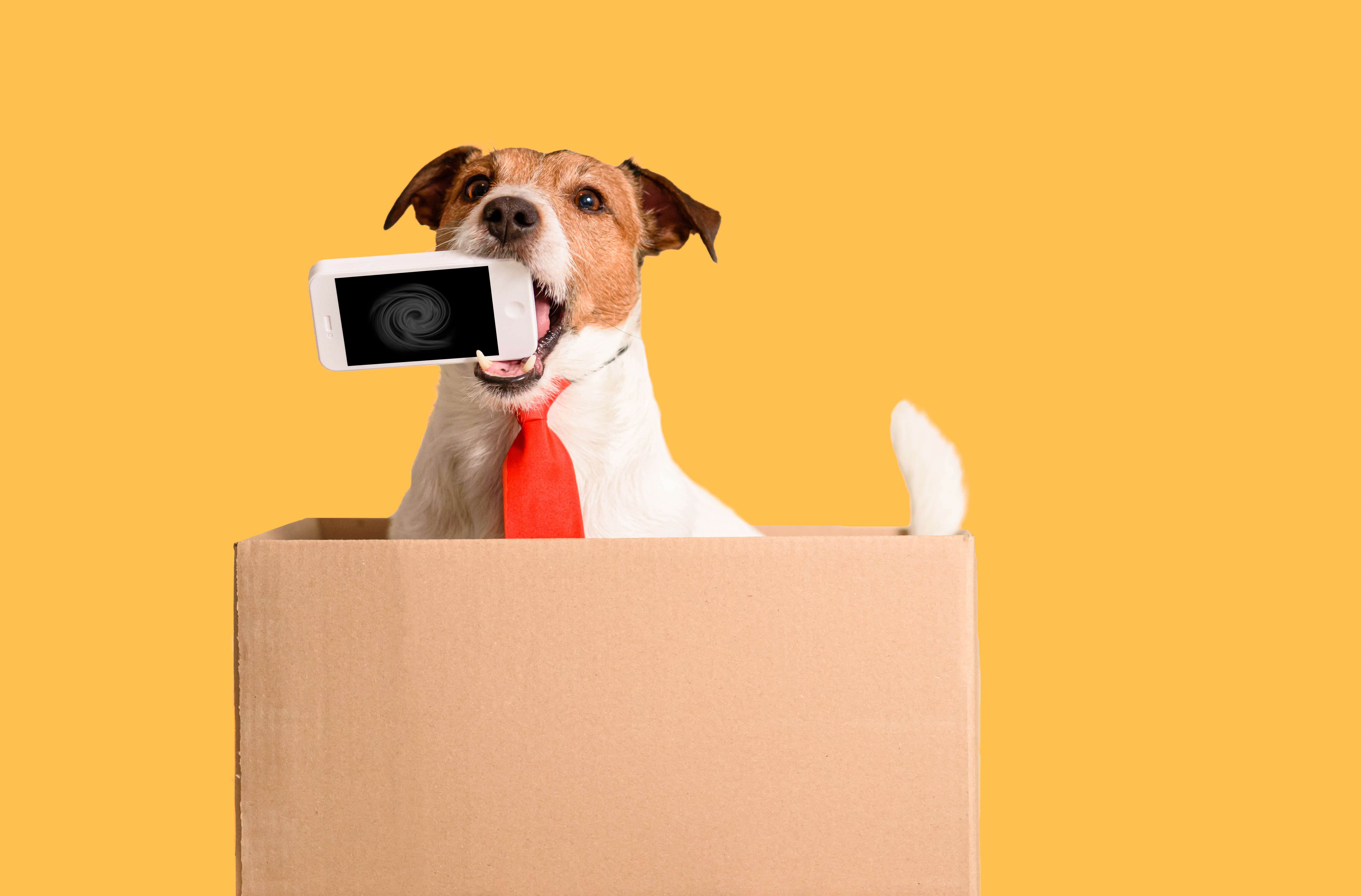 how-to-keep-dog-busy-in-public