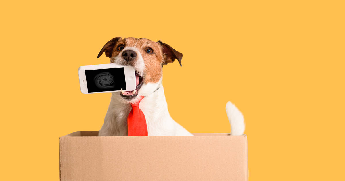 10 Ways to Keep Your Dog Busy While You're Out and About (or at work) – The  Woof Warehouse