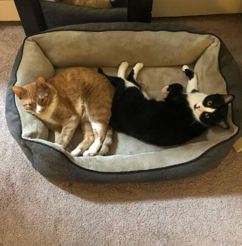 Cat brothers Norman and Noah snuggle together