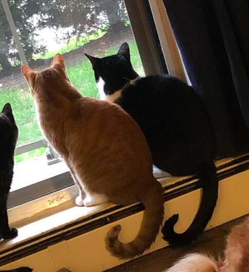 Cat brothers watch the storm together